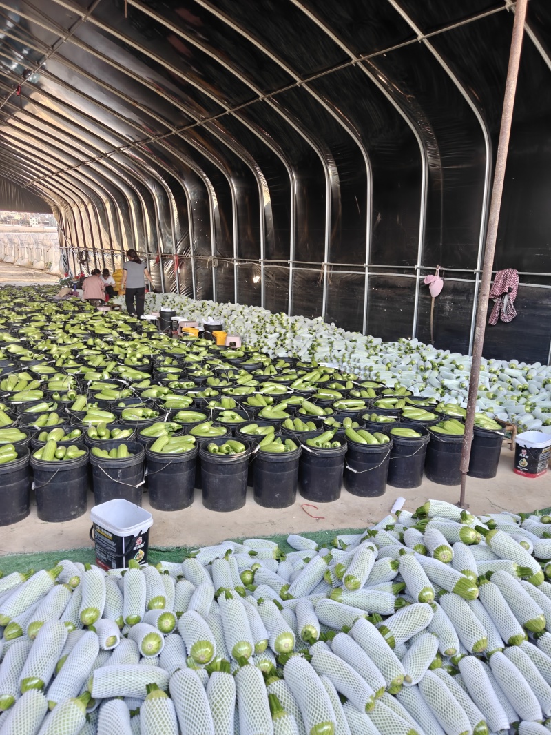 西葫芦甩货给价就卖，低至4毛一斤