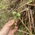 黄瓜香蕨菜，大量上市，需要的随时联系