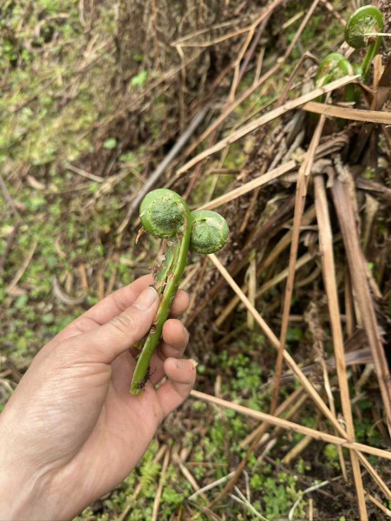 黄瓜香蕨菜，大量上市，需要的随时联系
