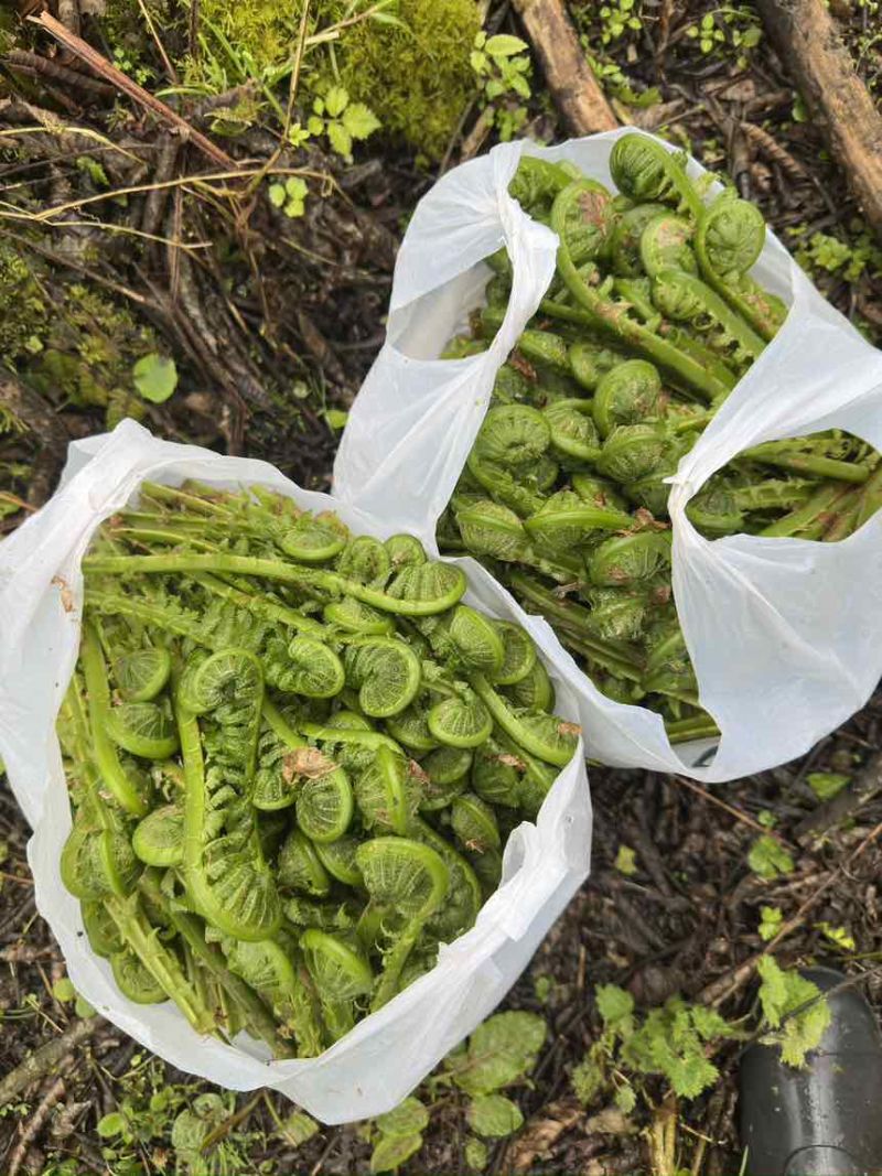 黄瓜香蕨菜，大量上市，需要的随时联系