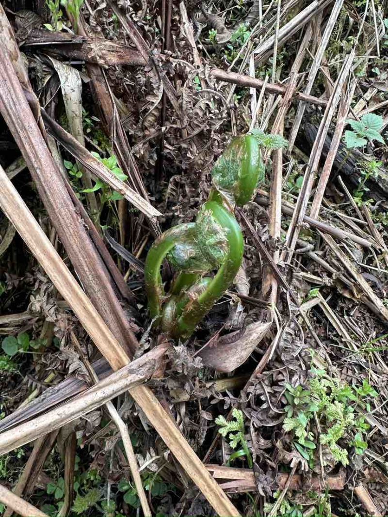 黄瓜香蕨菜，大量上市，需要的随时联系