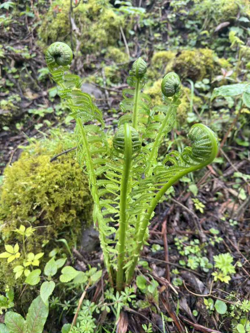 黄瓜香蕨菜，大量上市，需要的随时联系