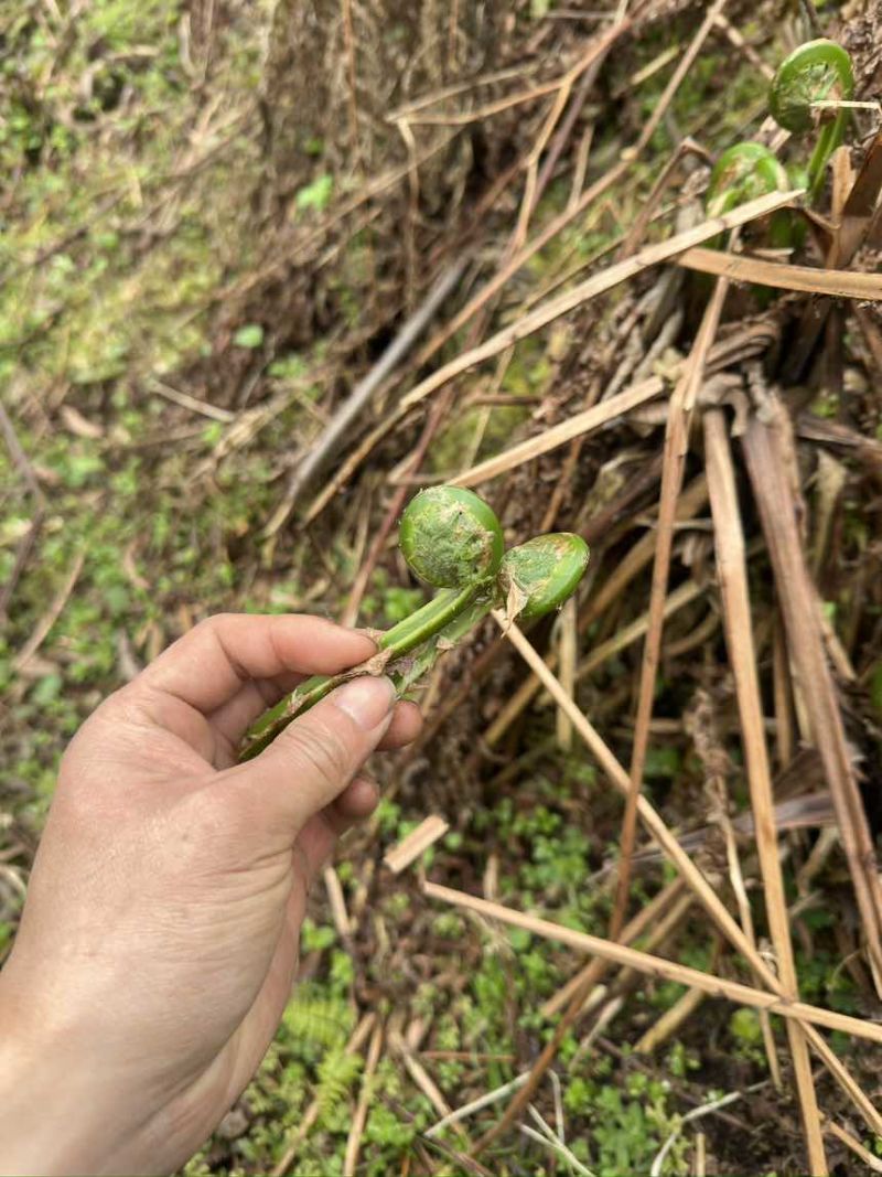 黄瓜香蕨菜，大量上市，需要的随时联系