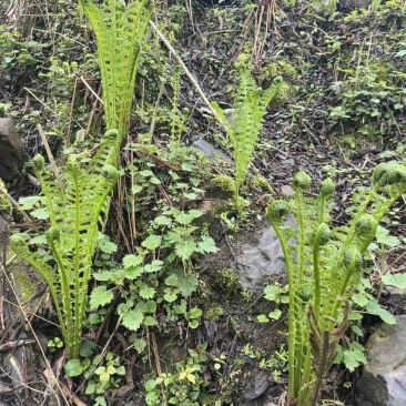 黄瓜香蕨菜，大量上市，需要的随时联系