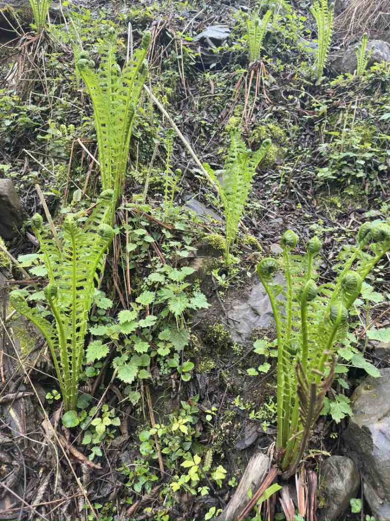 黄瓜香蕨菜，大量上市，需要的随时联系