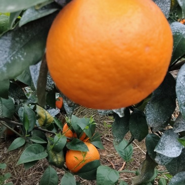广西沃柑