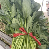 大叶高菠菜