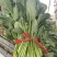 大叶高菠菜