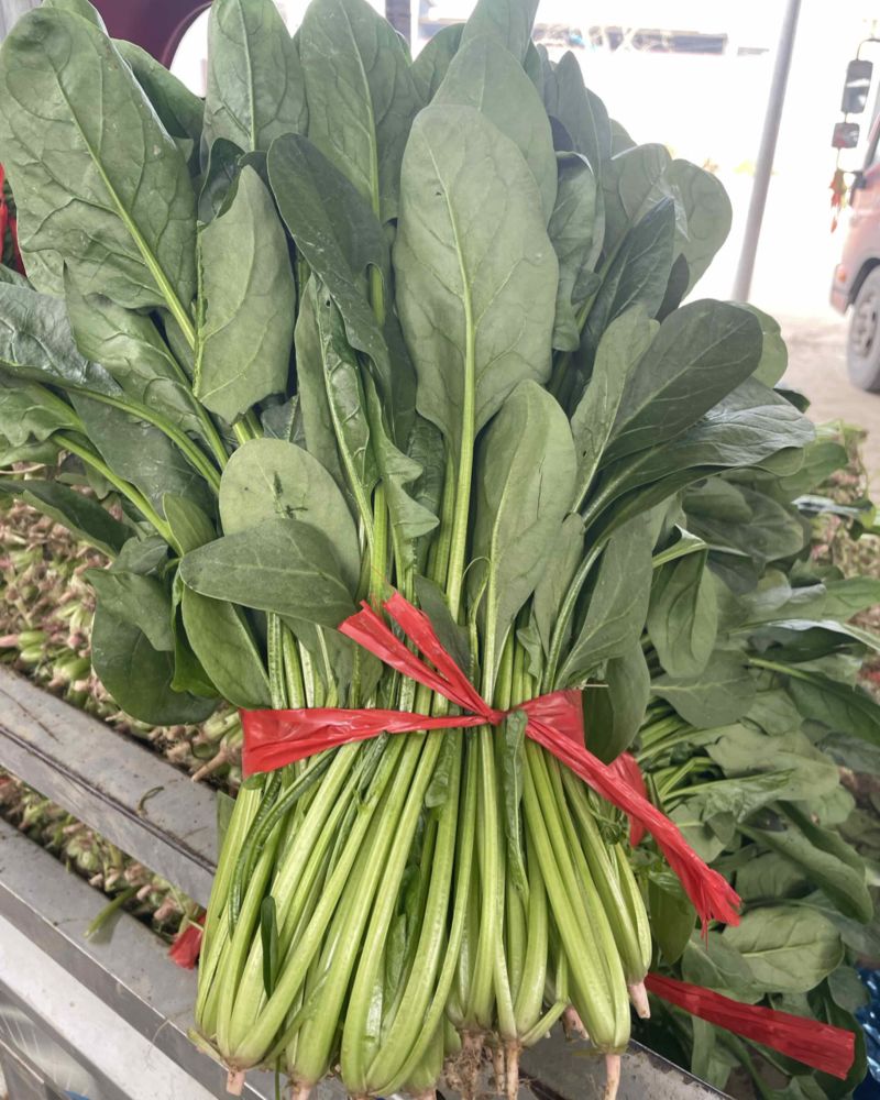 大叶高菠菜