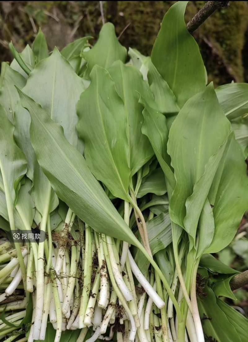 高山鹿儿韭