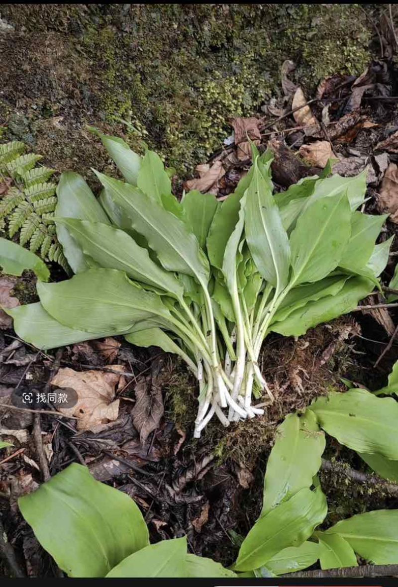 高山鹿儿韭