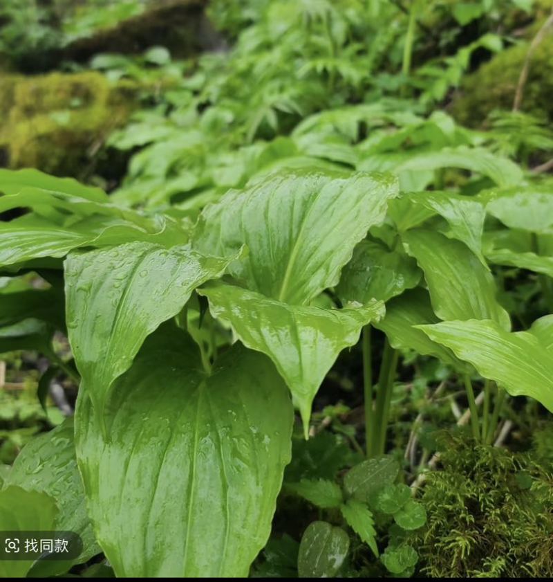 高山鹿儿韭