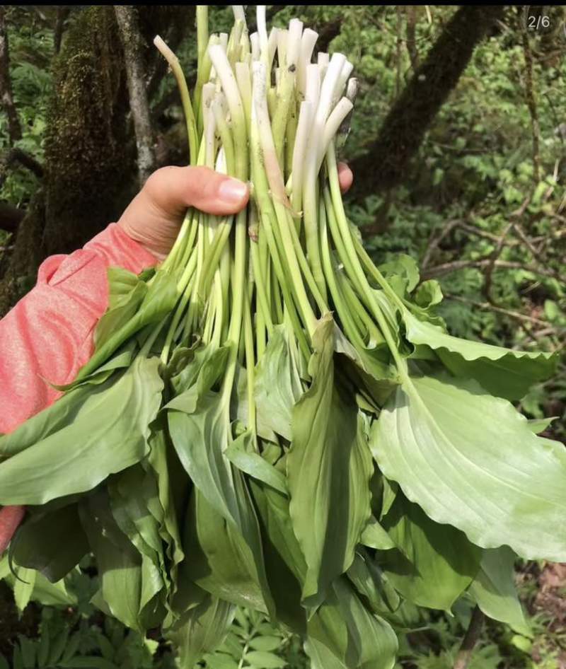 高山鹿儿韭