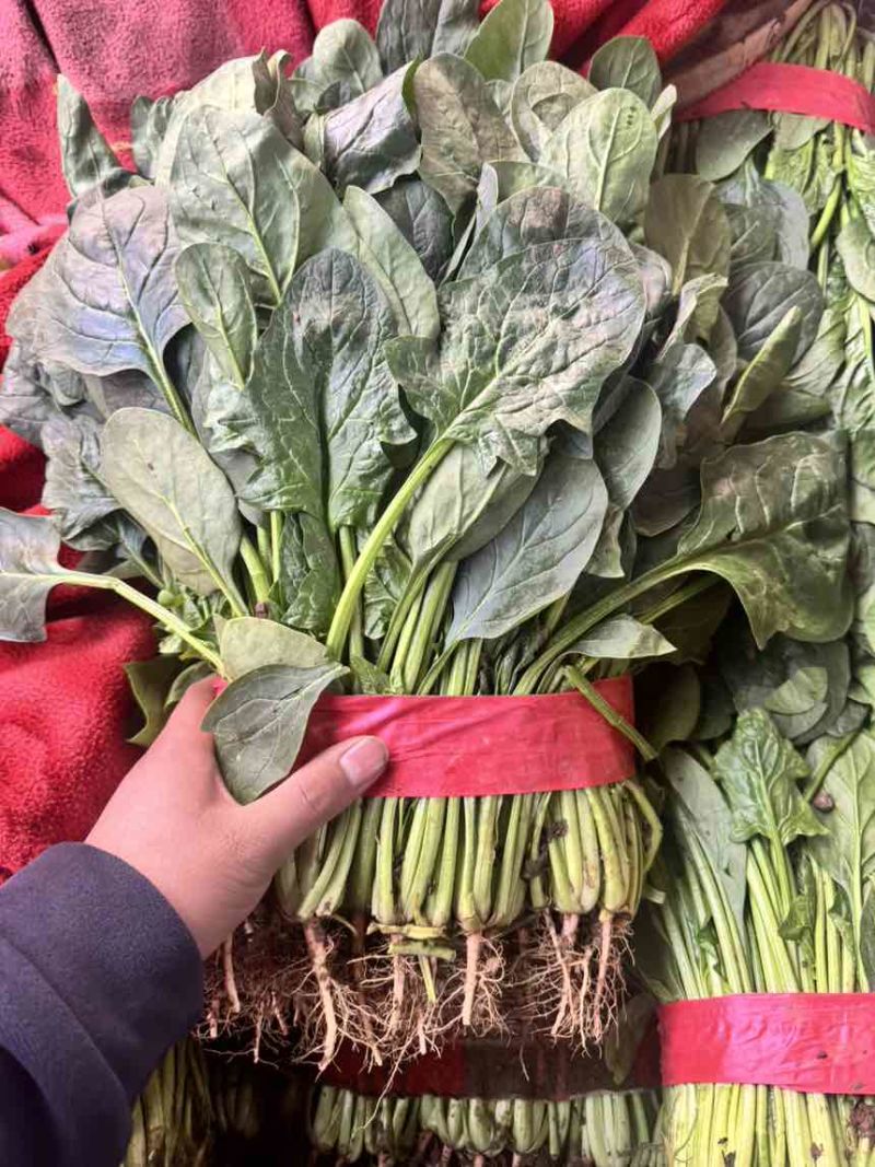 邯郸精品大叶菠菜产地直发