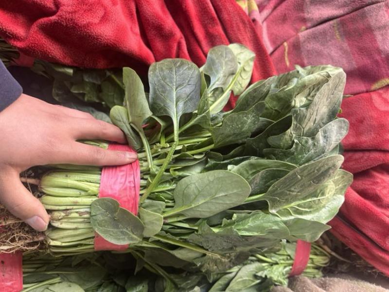 邯郸精品大叶菠菜产地直发