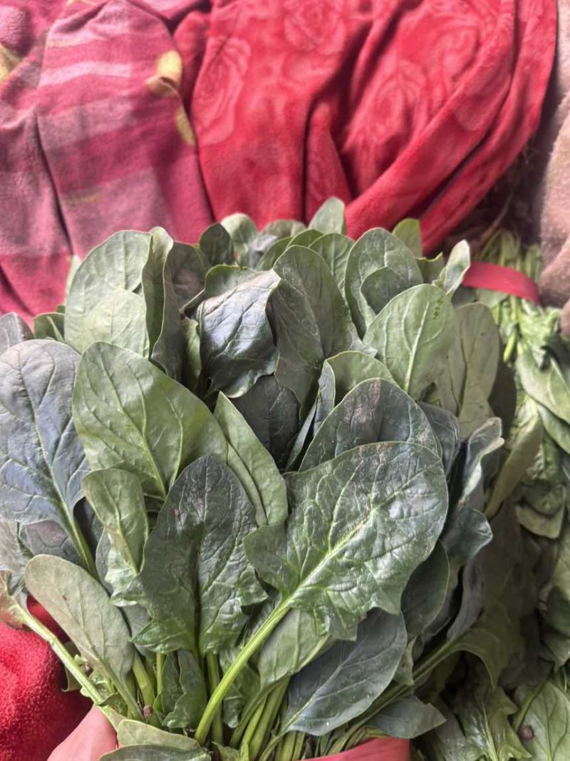 邯郸精品大叶菠菜产地直发