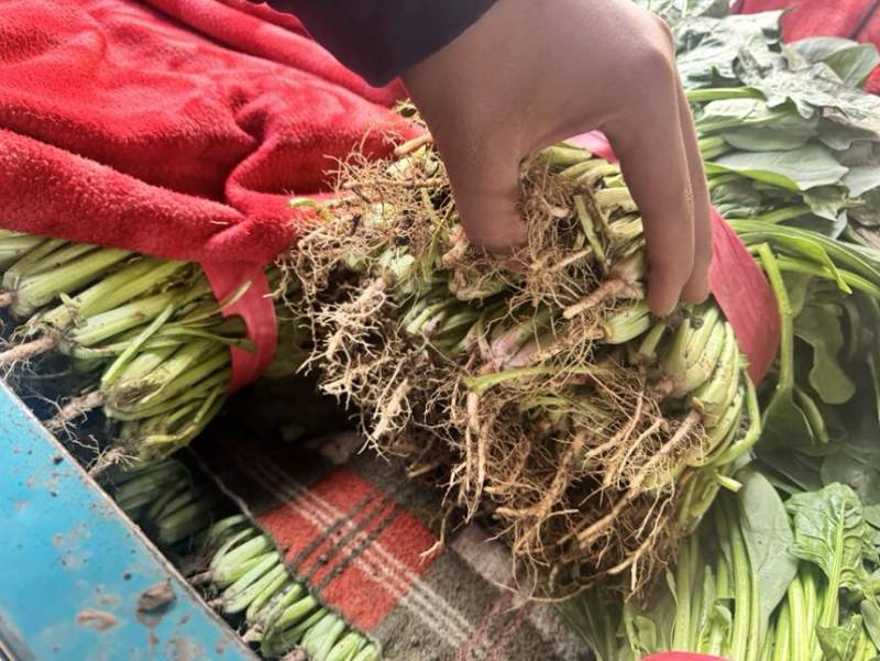 邯郸精品大叶菠菜产地直发