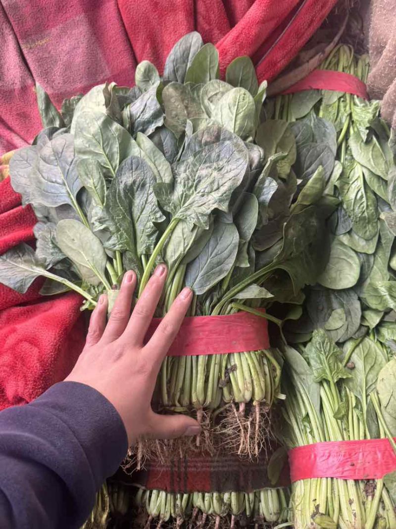 邯郸精品大叶菠菜产地直发