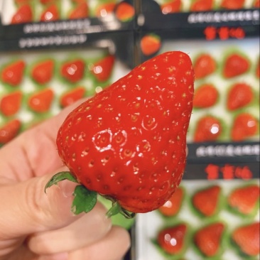 红颜草莓🍓🍓🍓