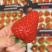 红颜草莓🍓🍓🍓