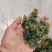 地皮菜