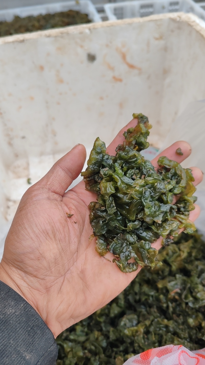 地皮菜