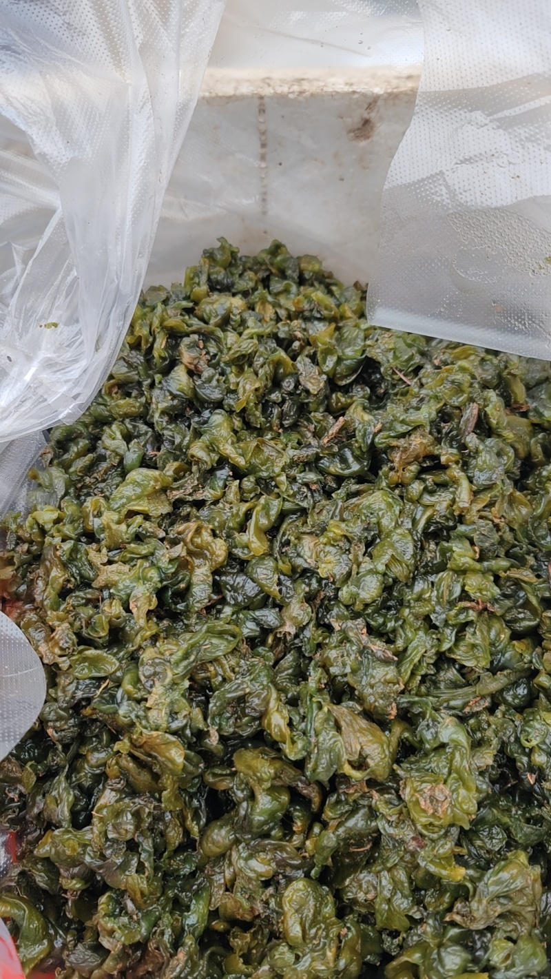 地皮菜