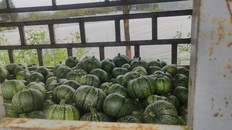嫩圆南瓜
