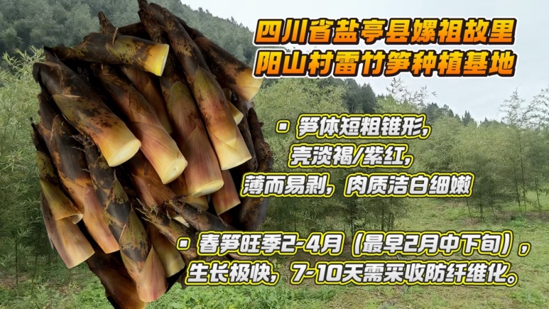 绵阳雷竹笋