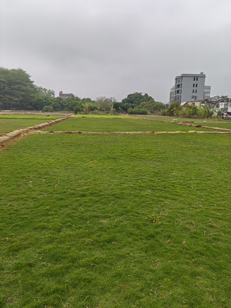 草皮，兰引三号、台湾草