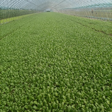 上海青小油菜