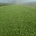 上海青小油菜