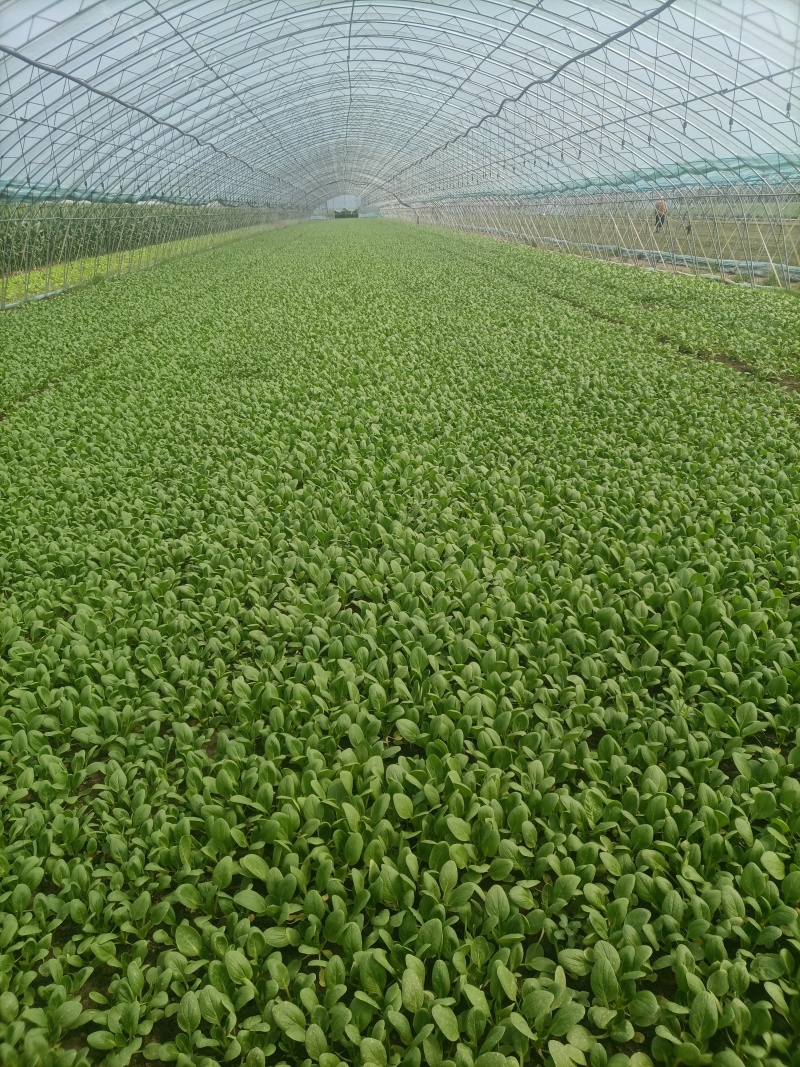 上海青小油菜