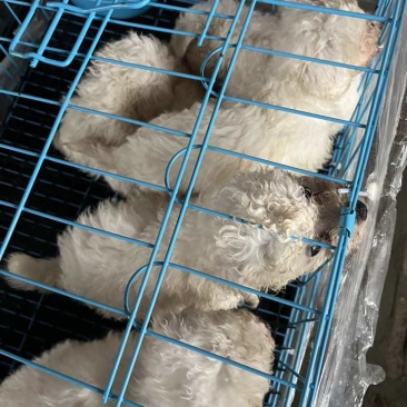 金毛、边牧、比熊等等各类幼犬