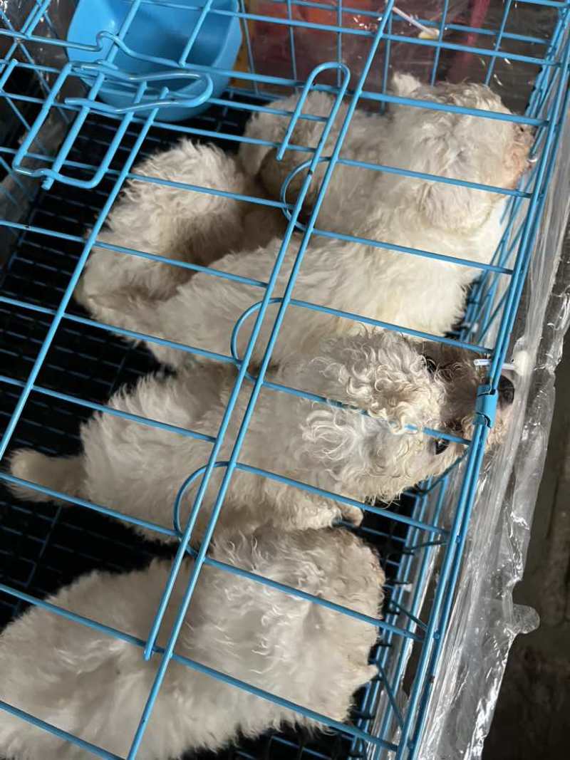 金毛、边牧、比熊等等各类幼犬