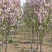 西府海棠胸径5至6公分