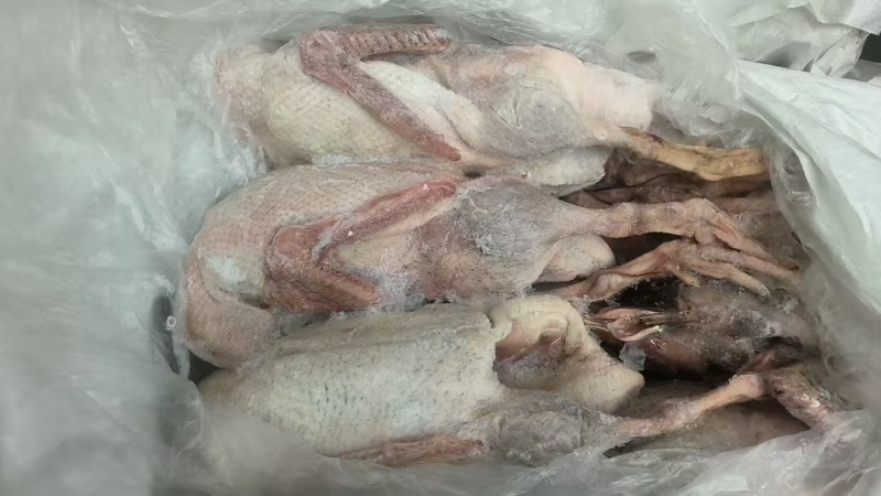 二级麻鸭单只4斤左右12吨
