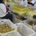 黄氏花果酒品质好，种类200多种，贴牌定制代工农产品来料加工