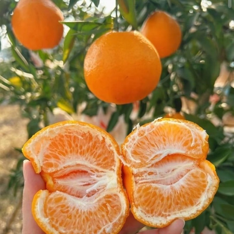 四川春见耙耙柑