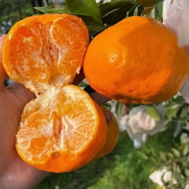 四川春见耙耙柑