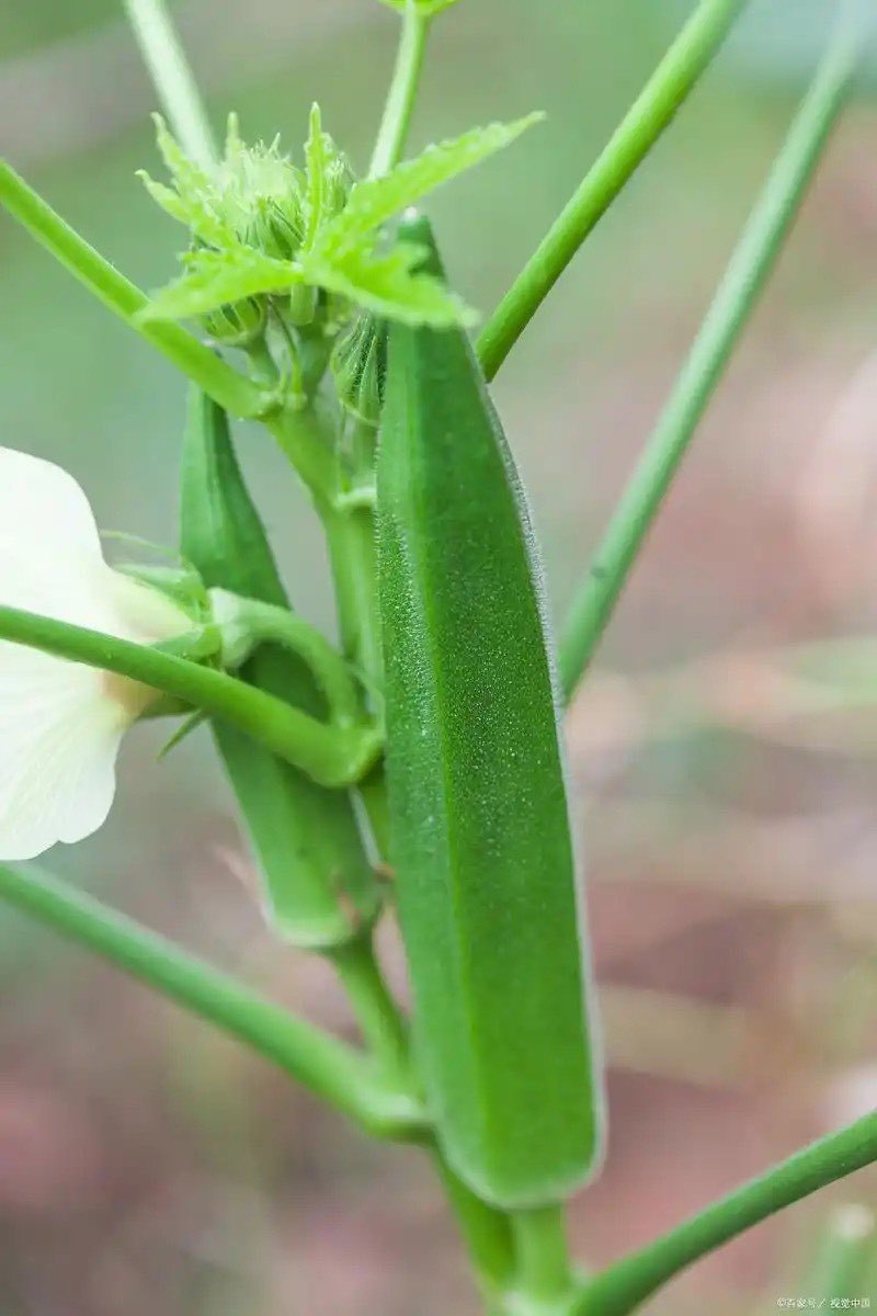 海南.自家种植秋葵，现货，新鲜现摘，A果～精品/通货可选，