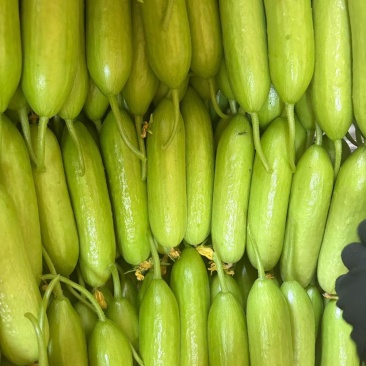 奶油黄瓜