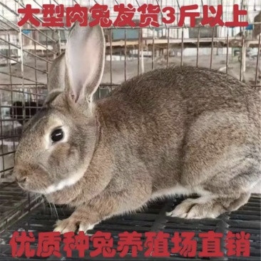兔子