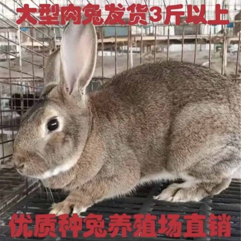兔子