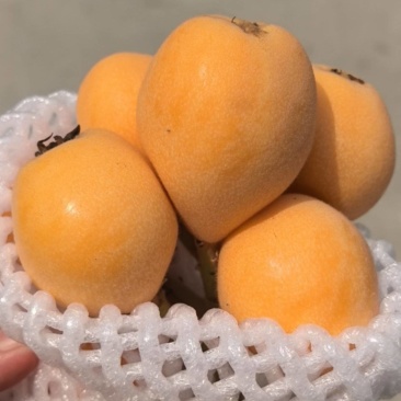 枇杷