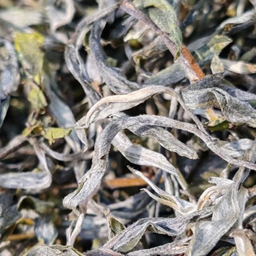 普洱小叶种茶，原生小叶种茶树鲜叶为原料，芽叶纤细、叶质柔软。