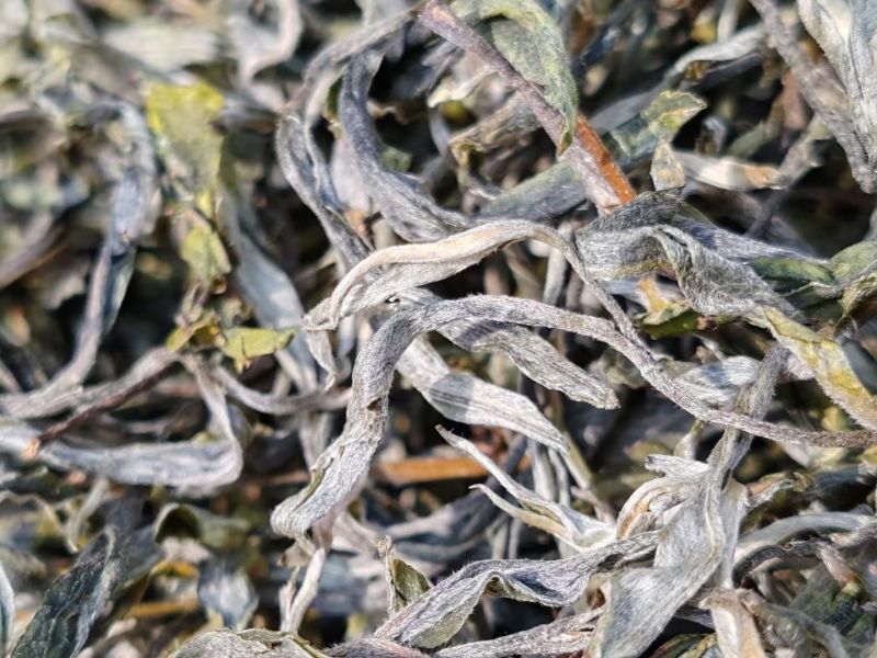 普洱小叶种茶，原生小叶种茶树鲜叶为原料，芽叶纤细、叶质柔软。