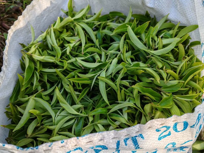 普洱小叶种茶，原生小叶种茶树鲜叶为原料，芽叶纤细、叶质柔软。