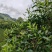 普洱小叶种茶，原生小叶种茶树鲜叶为原料，芽叶纤细、叶质柔软。