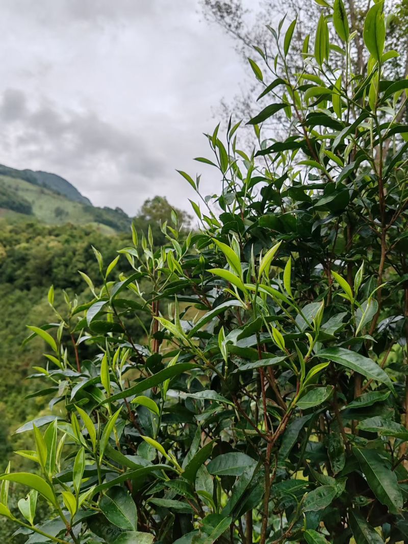 普洱小叶种茶，原生小叶种茶树鲜叶为原料，芽叶纤细、叶质柔软。